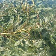 Attēlu rezultāti vaicājumam “Potamogeton lucens leaf”