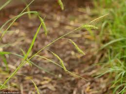 Attēlu rezultāti vaicājumam “Carex sylvatica fruit”