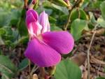 SEINet - <b>Canavalia</b> rosea