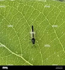 Attēlu rezultāti vaicājumam “Cricotopus male”