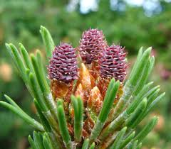 Attēlu rezultāti vaicājumam “Pinus mugo male flower”