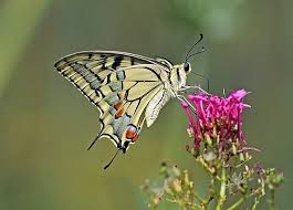 Attēlu rezultāti vaicājumam “Papilio machaon upperside”