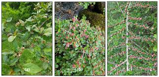 Attēlu rezultāti vaicājumam “Cotoneaster multiflorus fruit”
