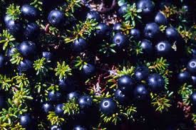 Attēlu rezultāti vaicājumam “Empetraceae”