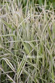 Attēlu rezultāti vaicājumam “Glyceria maxima”