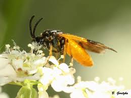 Attēlu rezultāti vaicājumam “Argidae”