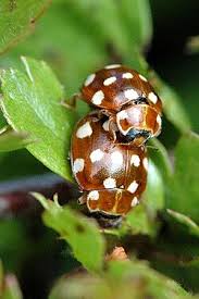 Attēlu rezultāti vaicājumam “Calvia quatuordecimguttata”