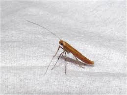 Attēlu rezultāti vaicājumam “Caloptilia hemidactylella”