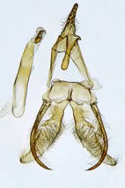 Attēlu rezultāti vaicājumam “Crambus hamella”