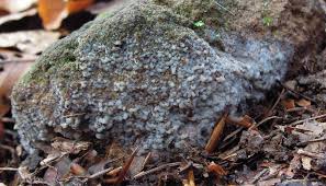 Attēlu rezultāti vaicājumam “Sebacina incrustans”