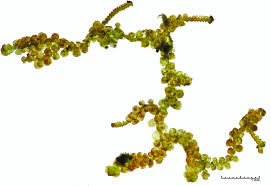 Attēlu rezultāti vaicājumam “Frullania fragilifolia”