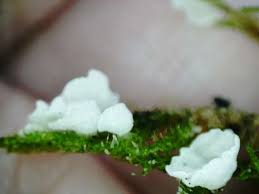 Attēlu rezultāti vaicājumam “Arrhenia retiruga”