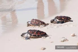 Image result for Eretmochelys imbricata