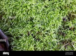 Attēlu rezultāti vaicājumam “Eurhynchiastrum pulchellum macro”