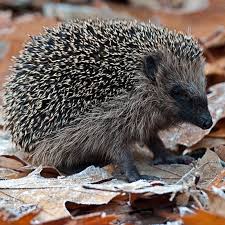 Image result for Igel