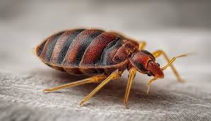 Attēlu rezultāti vaicājumam “Phosphaenus hemipterus male”