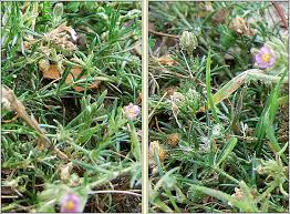 Attēlu rezultāti vaicājumam “Spergularia rubra”