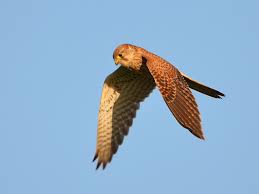 Attēlu rezultāti vaicājumam “Falco tinnunculus adult”