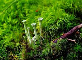 Attēlu rezultāti vaicājumam “Cladonia fimbriata”