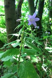 Attēlu rezultāti vaicājumam “Campanula trachelium leaf”