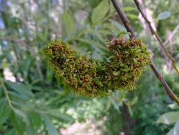 Attēlu rezultāti vaicājumam “Acalitus longisetosus”