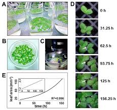Attēlu rezultāti vaicājumam “Lemna minor”