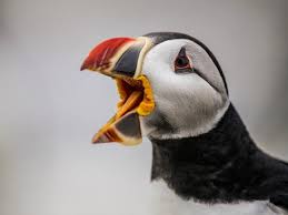 Image result for Fratercula arctica