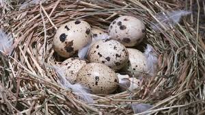 Attēlu rezultāti vaicājumam “Gallinago gallinago eggs”
