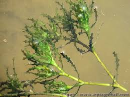 Attēlu rezultāti vaicājumam “Najadaceae”