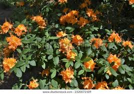 Attēlu rezultāti vaicājumam “Rhododendron calendulaceum flower”