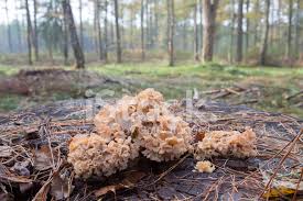 Attēlu rezultāti vaicājumam “Sparassis crispa”