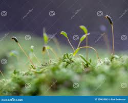 Attēlu rezultāti vaicājumam “Pleurozium schreberi sporophyte”