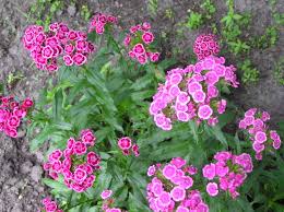 Attēlu rezultāti vaicājumam “Dianthus barbatus”