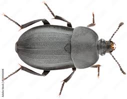 Attēlu rezultāti vaicājumam “Silphidae”