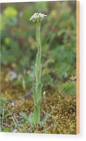 Attēlu rezultāti vaicājumam “Arabis hirsuta flower”