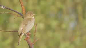 Attēlu rezultāti vaicājumam “Carpodacus erythrinus adult”
