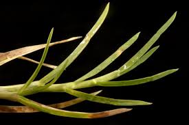 Attēlu rezultāti vaicājumam “Poa remota leaf”