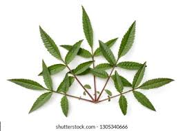 Attēlu rezultāti vaicājumam “Tagetes leaf”