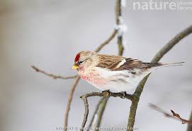 Attēlu rezultāti vaicājumam “Carduelis flammea male”