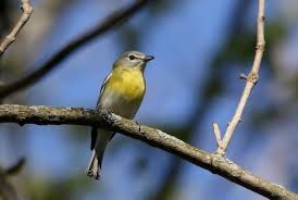 Image result for Vireo flavifrons
