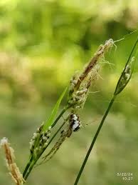Attēlu rezultāti vaicājumam “Carex globularis flower”