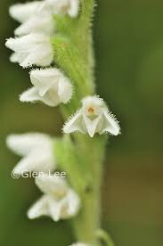 Attēlu rezultāti vaicājumam “Goodyera repens leaf”