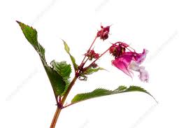 Attēlu rezultāti vaicājumam “Impatiens glandulifera flower”