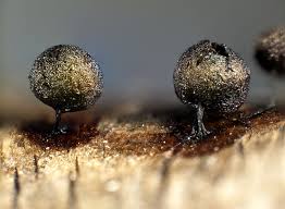 Attēlu rezultāti vaicājumam “Lamproderma ovoideum macro”