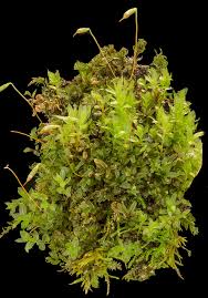 Attēlu rezultāti vaicājumam “Mnium marginatum”