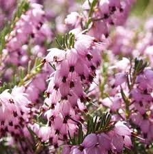 Attēlu rezultāti vaicājumam “Erica x darleyensis”