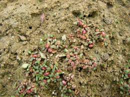 Attēlu rezultāti vaicājumam “Elatine hydropiper leaf”