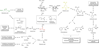 Attēlu rezultāti vaicājumam “Amarillidaceae”