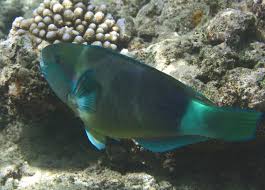 Image result for Chlorurus sordidus