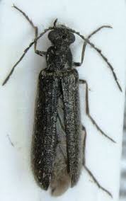 Attēlu rezultāti vaicājumam “Dasytes sp.”